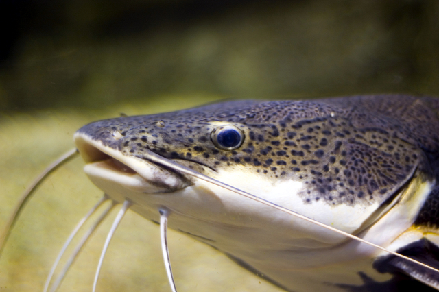 Catfish are making a comeback in Utah