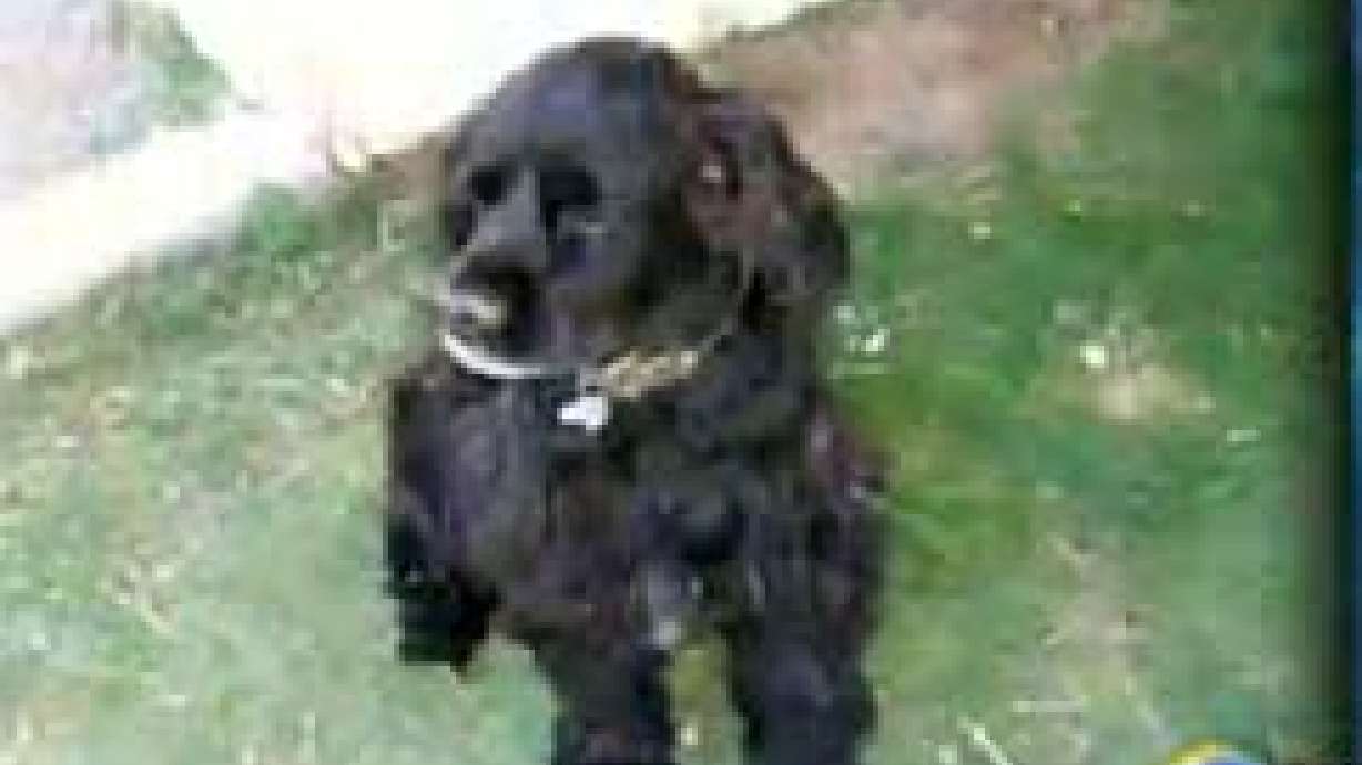 Missing Dog Makes Incredible Journey