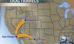 Missing Dog Makes Incredible Journey