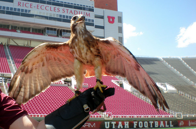 U of U adds red-tailed hawk to mascot ranks
