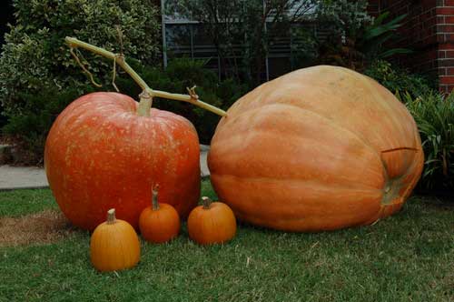 2010 Utah Pumpkin Growers Giant Pumpkin Weigh Off 