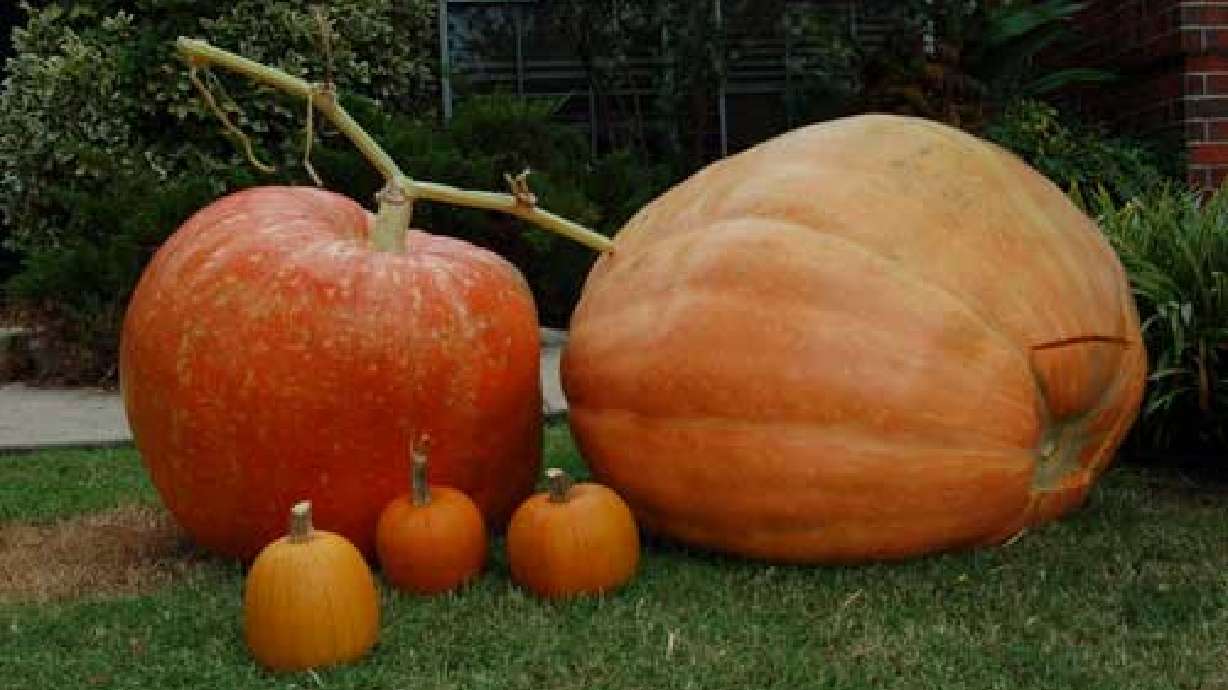 2010 Utah Pumpkin Growers Giant Pumpkin Weigh Off