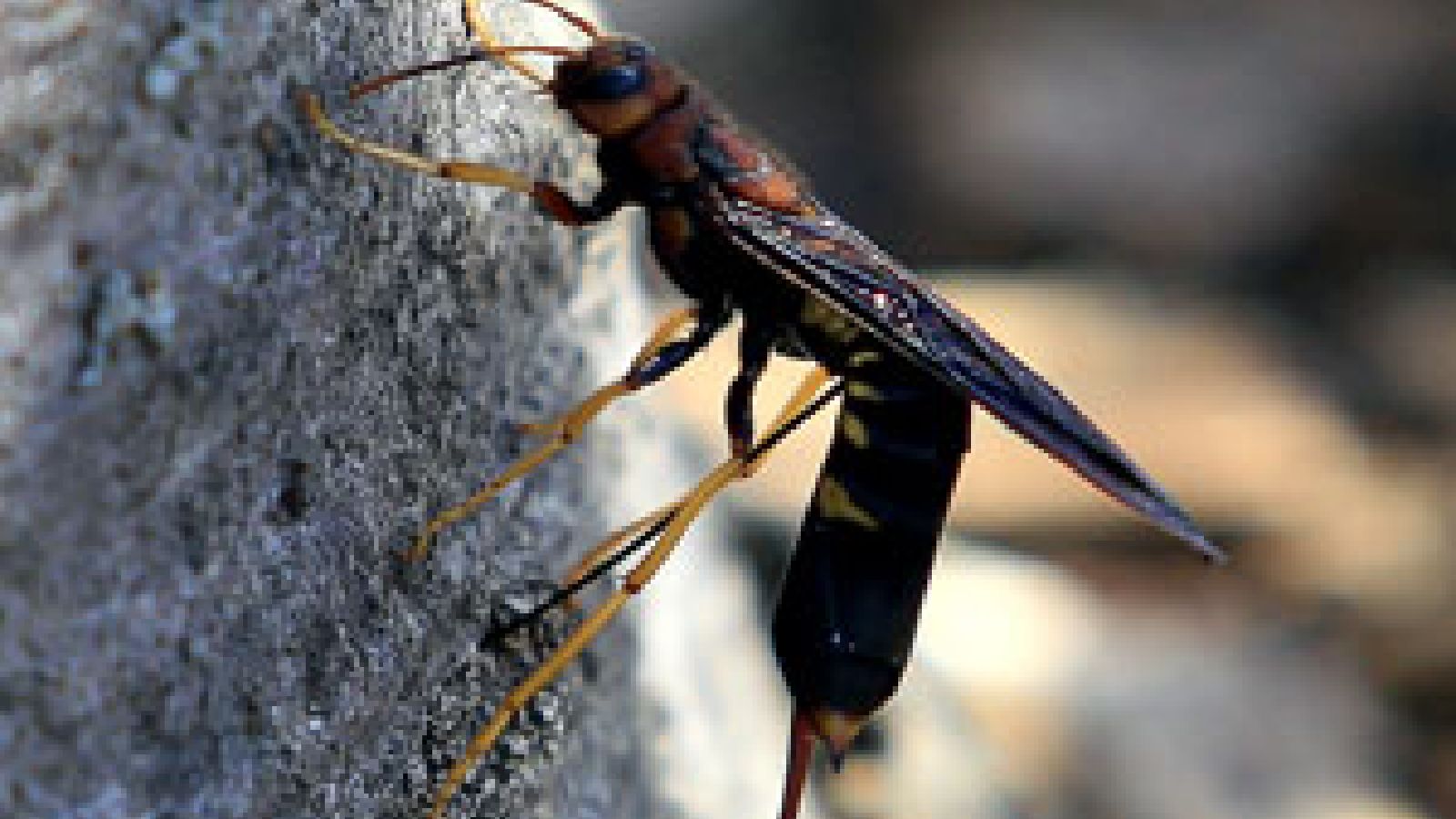 Turn Tail Insect Wasp Like Insect With Long Tail Insect Identification: Hymenoptera