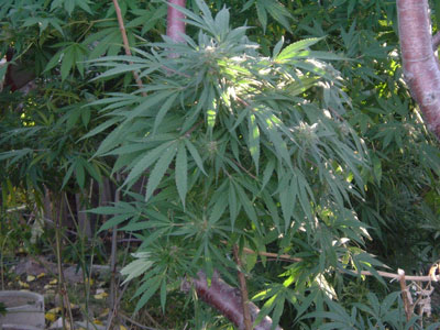 Marijuana Operation Busted in Sandy