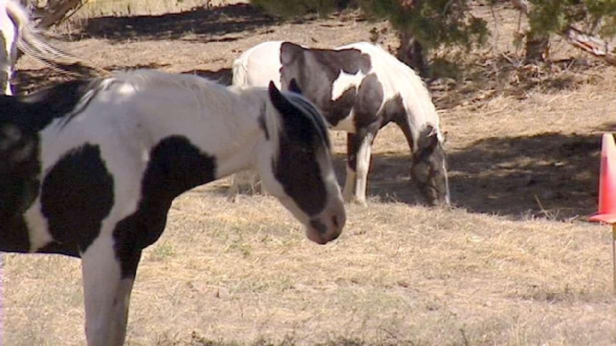 More horse herpes detected in Utah, elsewhere