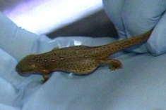 Mayo Clinic Research Offering Hope to MS Patients