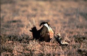No protections for Gunnison sage grouse