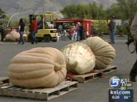 Giant Pumpkins Weigh In