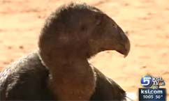 Movement Under Way for Voluntary Ban of Lead Ammo