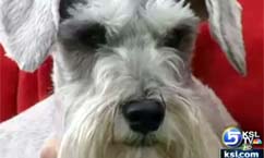 Pet Psychic Claims Insight on Communication With Dogs