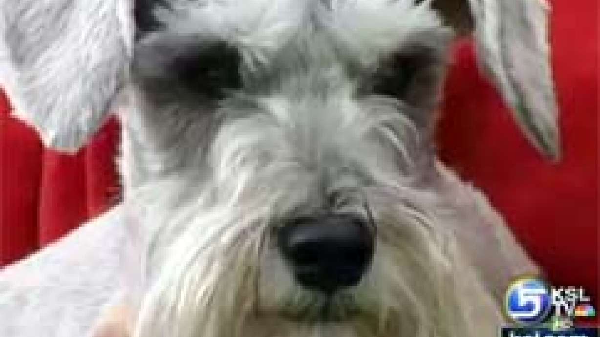 Pet Psychic Claims Insight on Communication With Dogs