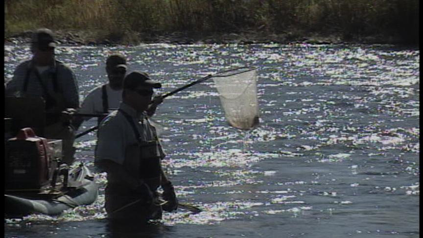 Biologists Study Fish in the Provo River