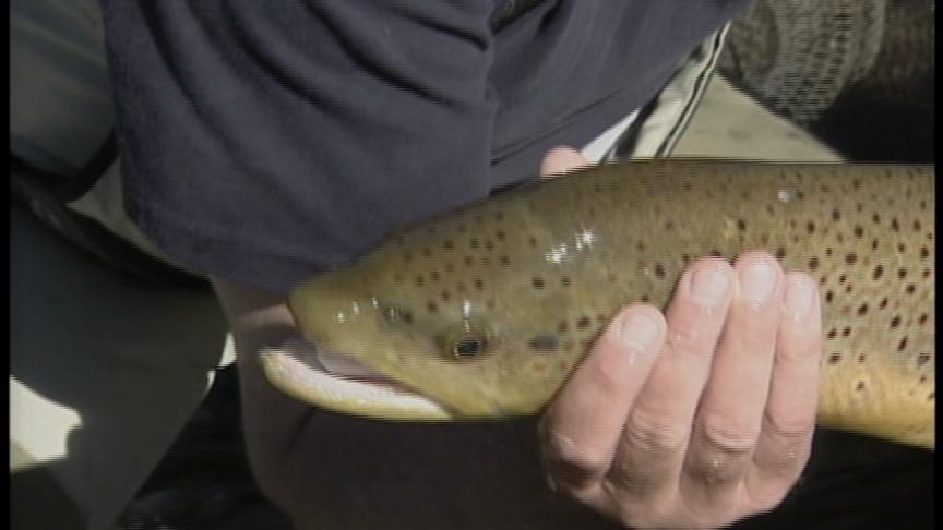 Biologists Study Fish in the Provo River