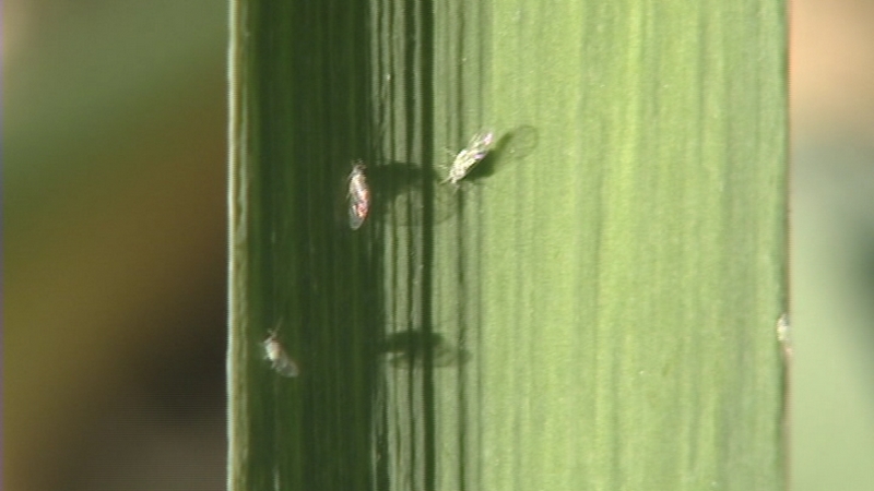 Aphid invasion ‘bugging' Salt Lake Valley residents