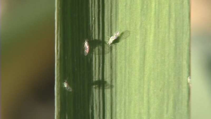 Aphid invasion ‘bugging' Salt Lake Valley residents
