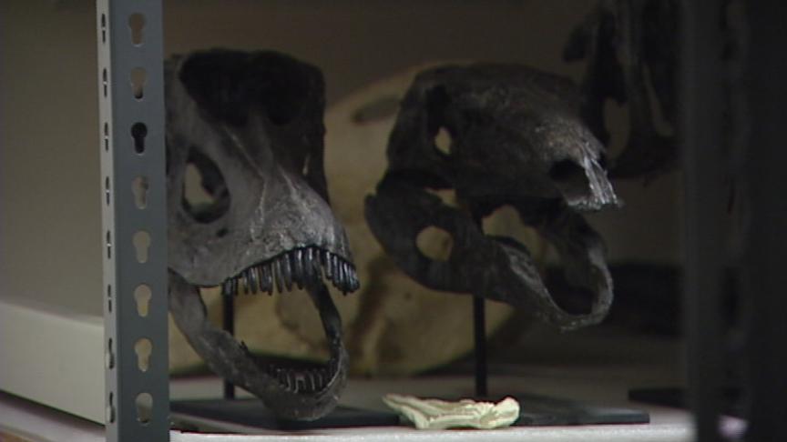 The What's in the Basement? exhibit showcases artifacts the Utah Museum of Natural History does not have space to permanently display.