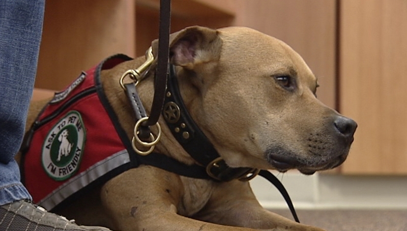 Rescued fighting dog now a therapy pooch
