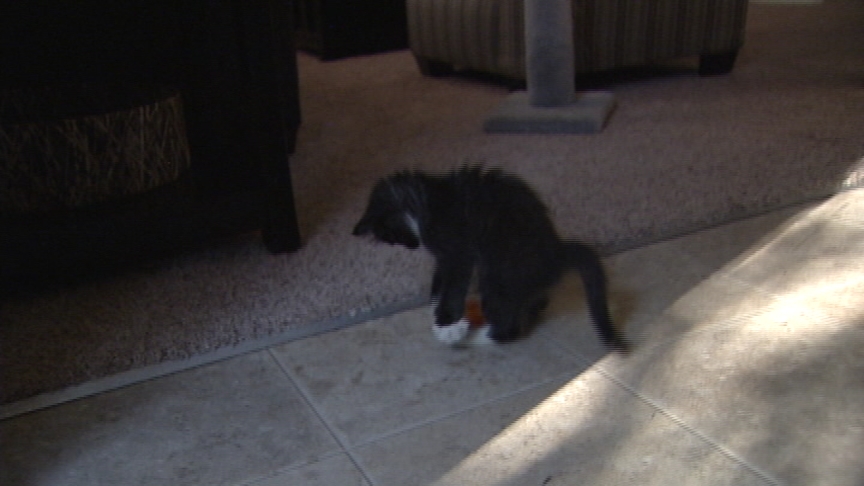 Major did open her home to another cat: Bella, a gray kitten she found on ksl.com classifieds.