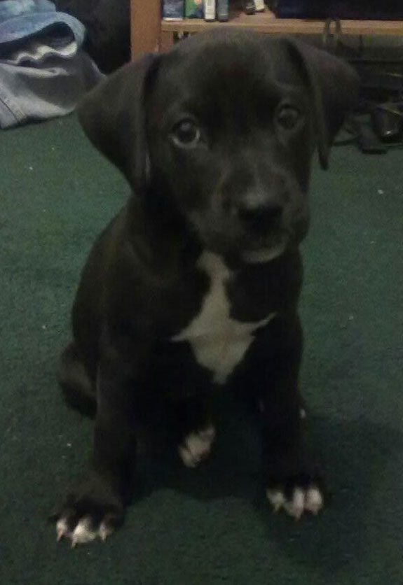 Stella the puppy was stolen during the robbery