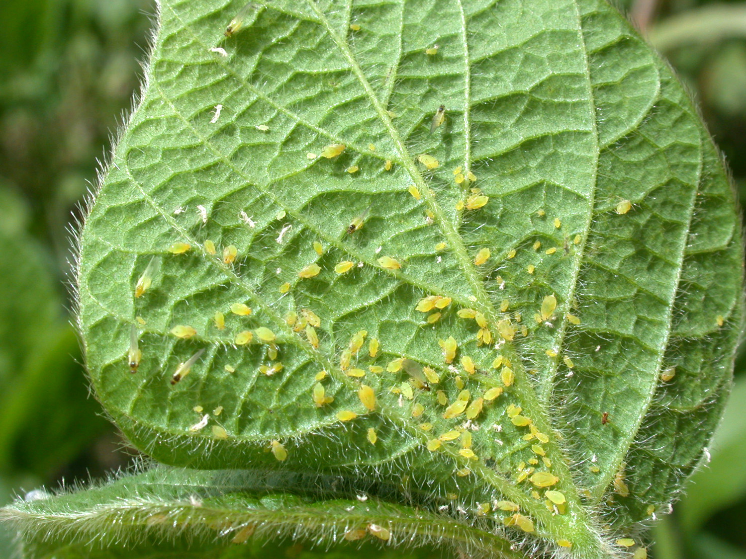 All About Aphids