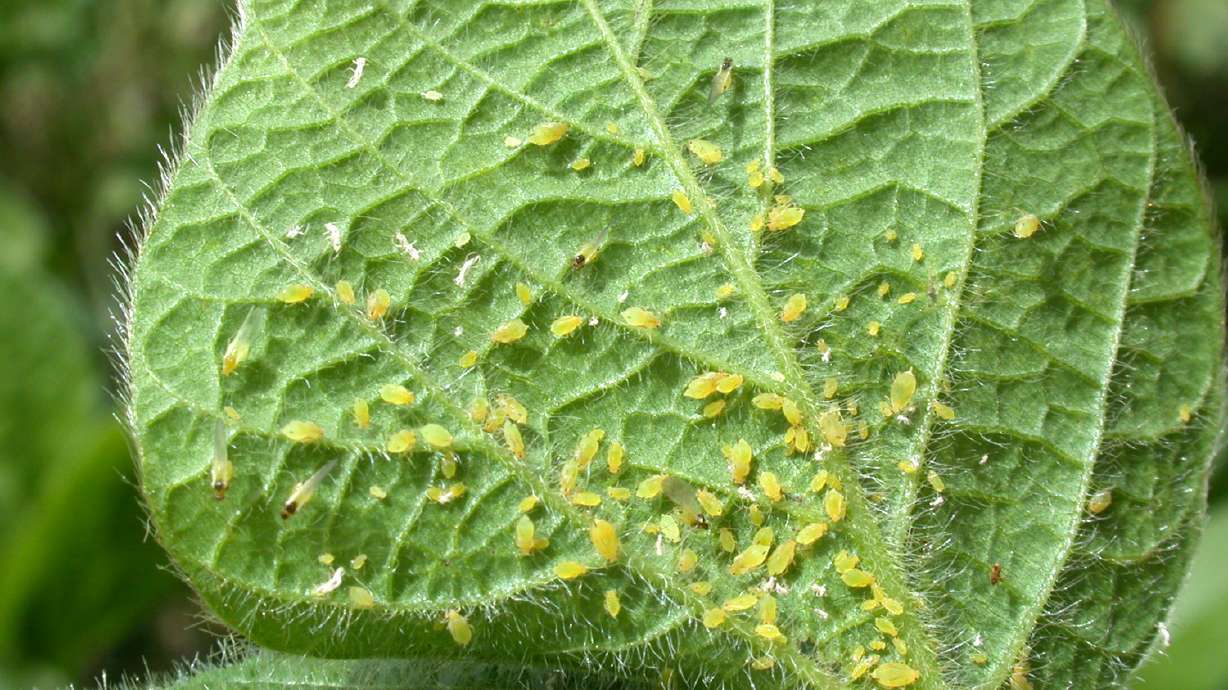All About Aphids