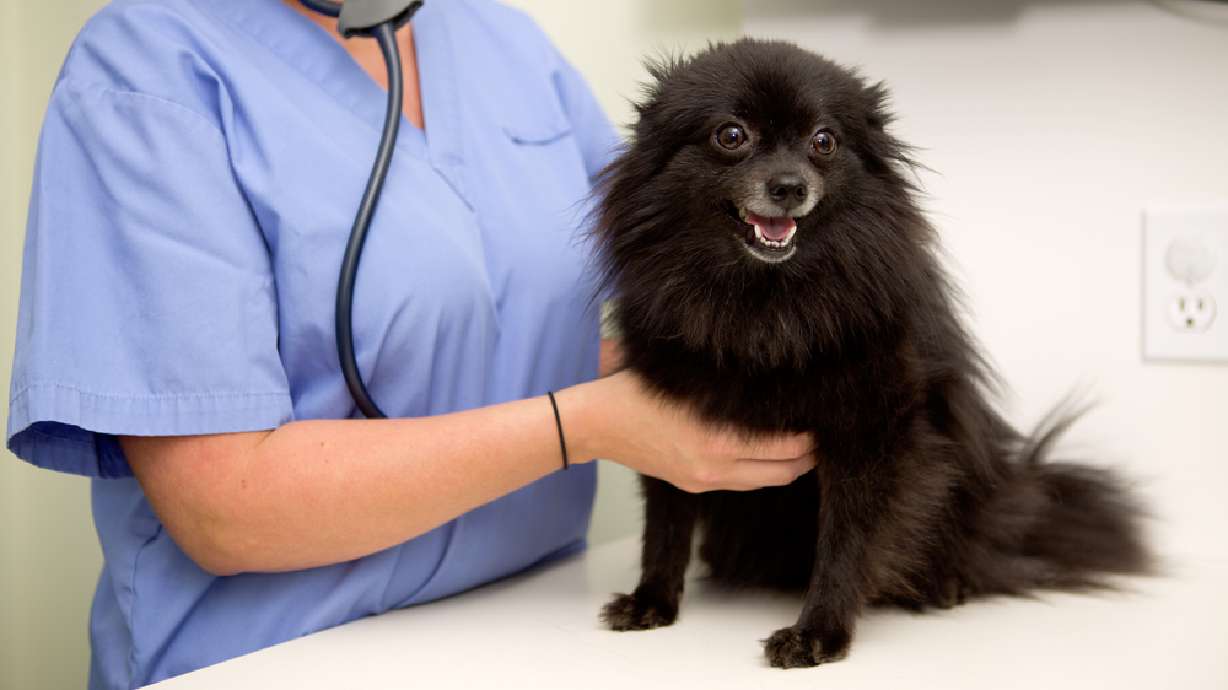 Does your pet need plastic surgery?