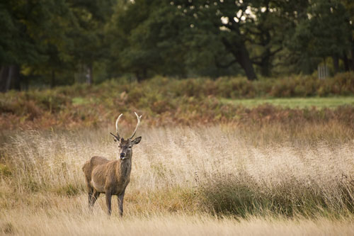 Utah wildlife officials collecting deer samples