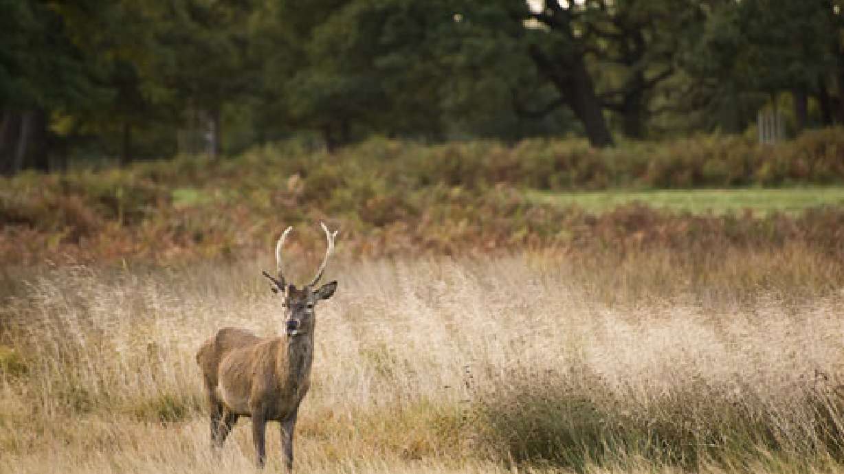 Utah wildlife officials collecting deer samples