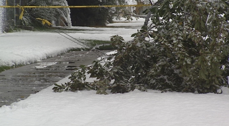 Tree-trimming program minimizes power outages