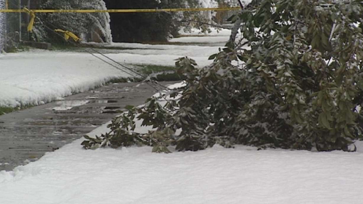 Tree-trimming program minimizes power outages