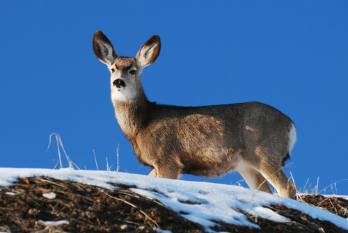 3 Colo. men banned from hunting amid Utah poaching