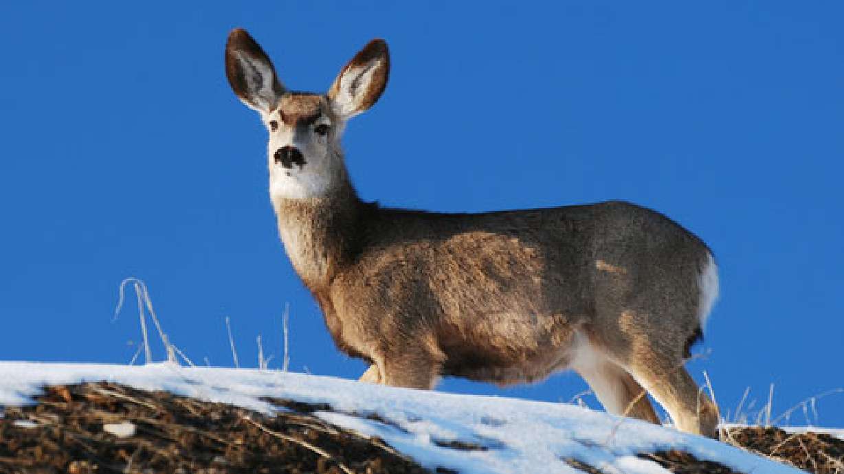 'Don't feed the deer,' DWR says