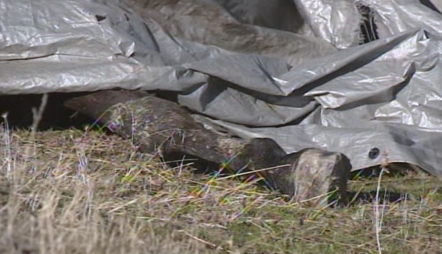 Reward grows to $8,000 in search for horse's killer