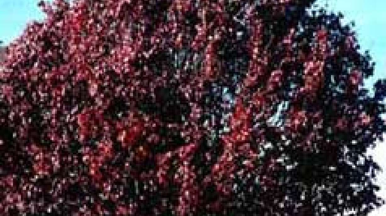 All About The Callery Pear