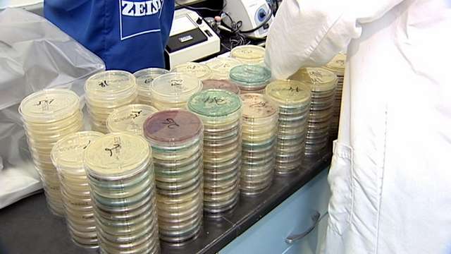 Green grocery bags can carry countless bacteria