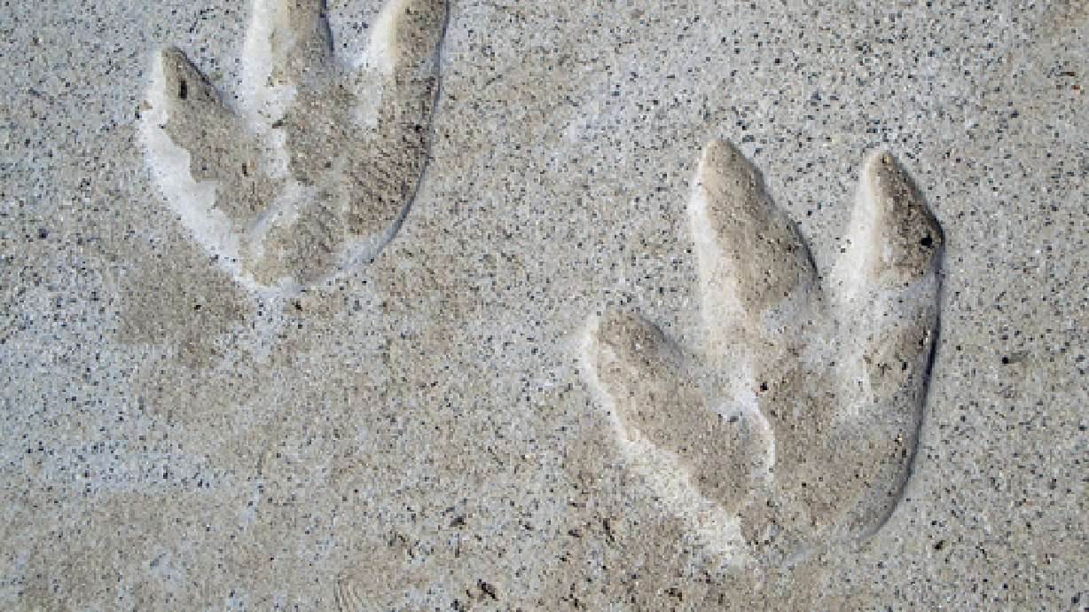 2 new dinosaur species found in eastern Utah