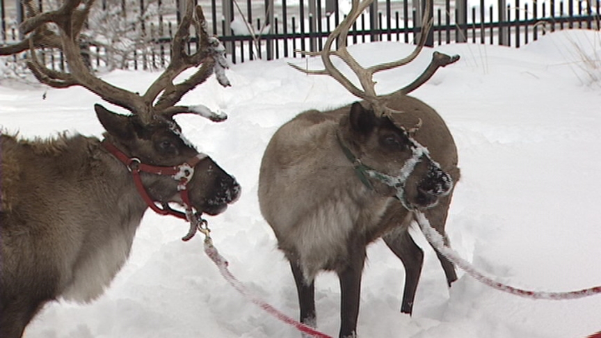 Santa's reindeer visit Hogle Zoo