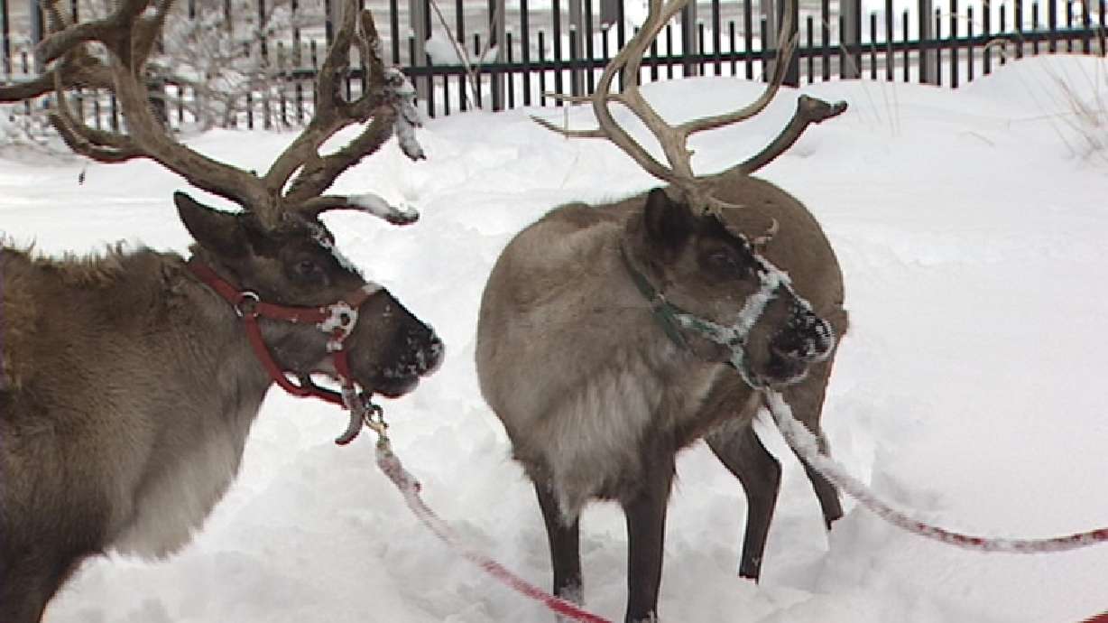 Santa's reindeer visit Hogle Zoo