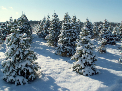 Consider a living Christmas tree