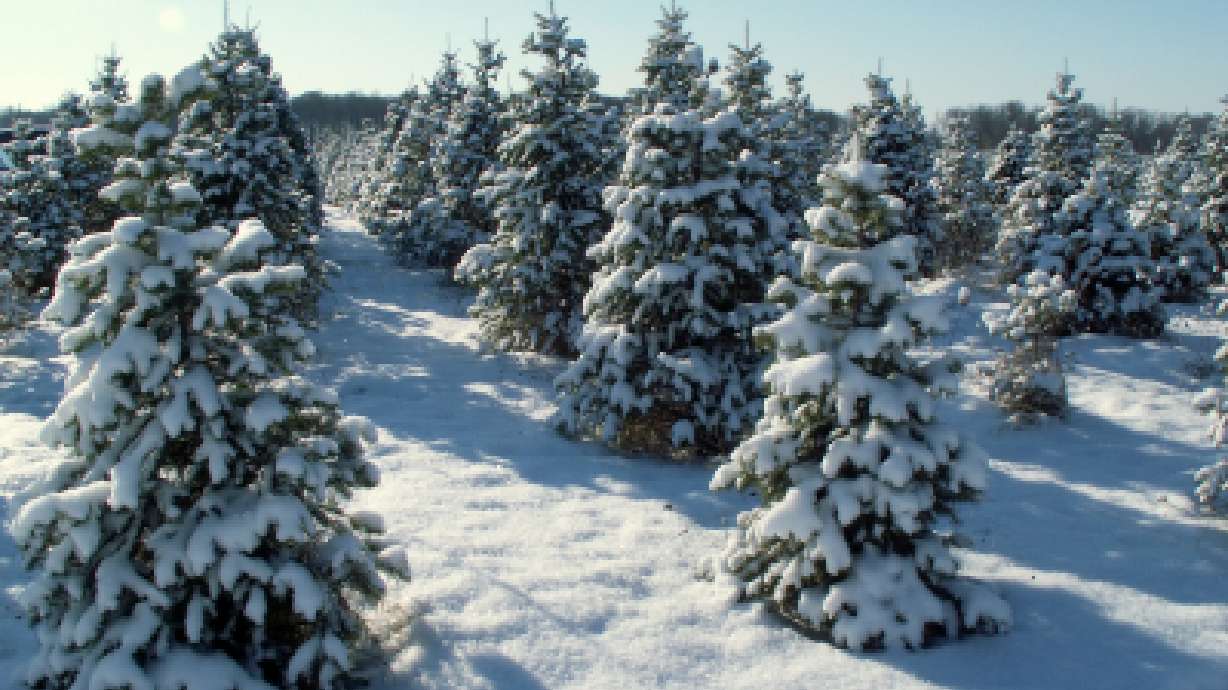 Consider a living Christmas tree