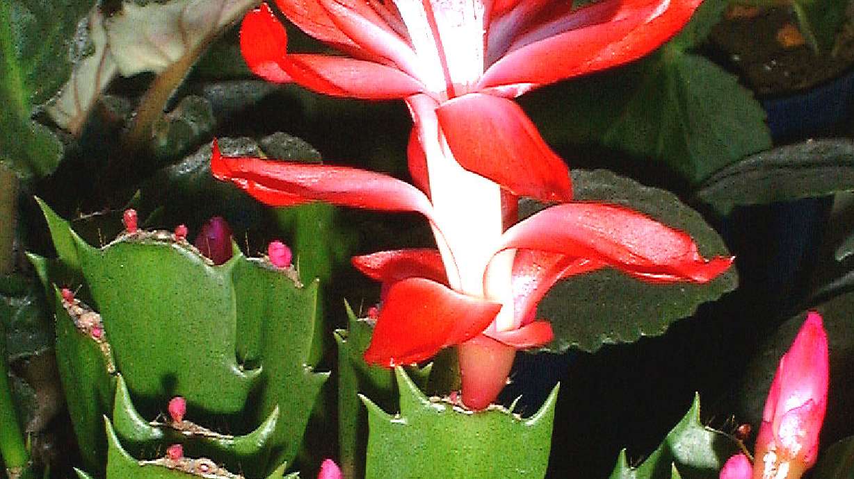 Christmas Cactus Questions