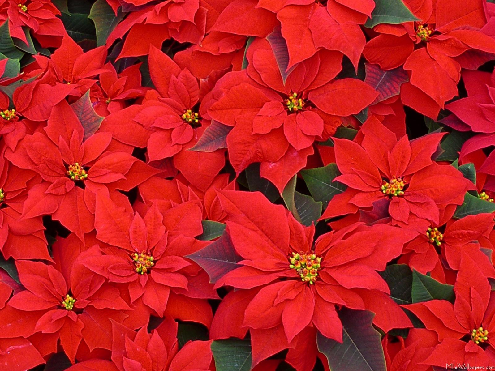 Poinsettia Pointers