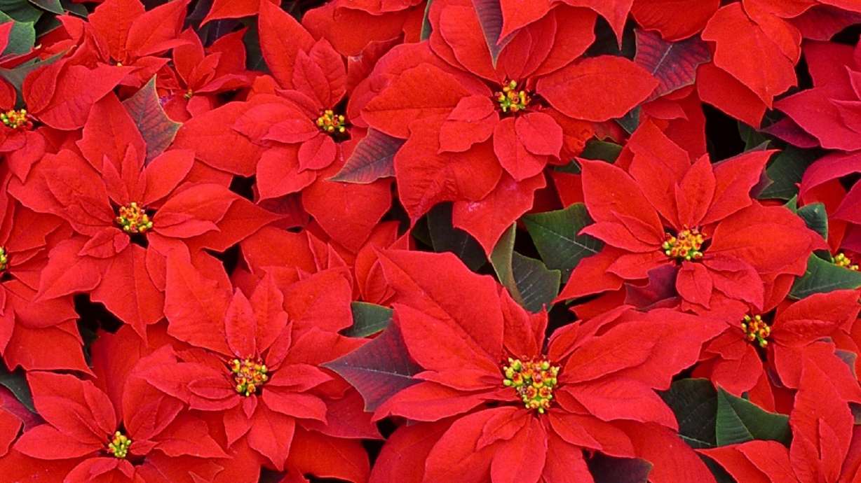 What to do with your Poinsettia