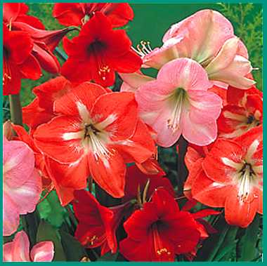 Forcing Bulbs for the Holidays and Beyond 