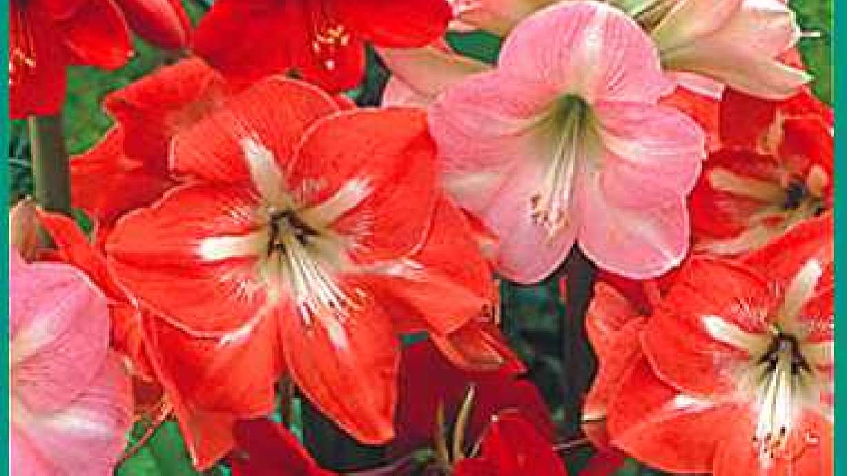 Forcing Bulbs for the Holidays and Beyond