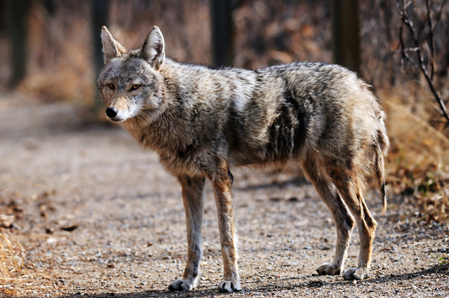 More than 7K coyotes killed in Utah for bounties in 2014