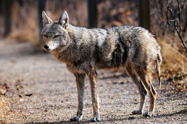 The controversial one-week proposal came from hunters who are concerned about coyotes preying on deer herds.