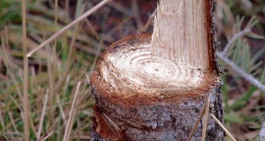 Logan tree vandals turn themselves in