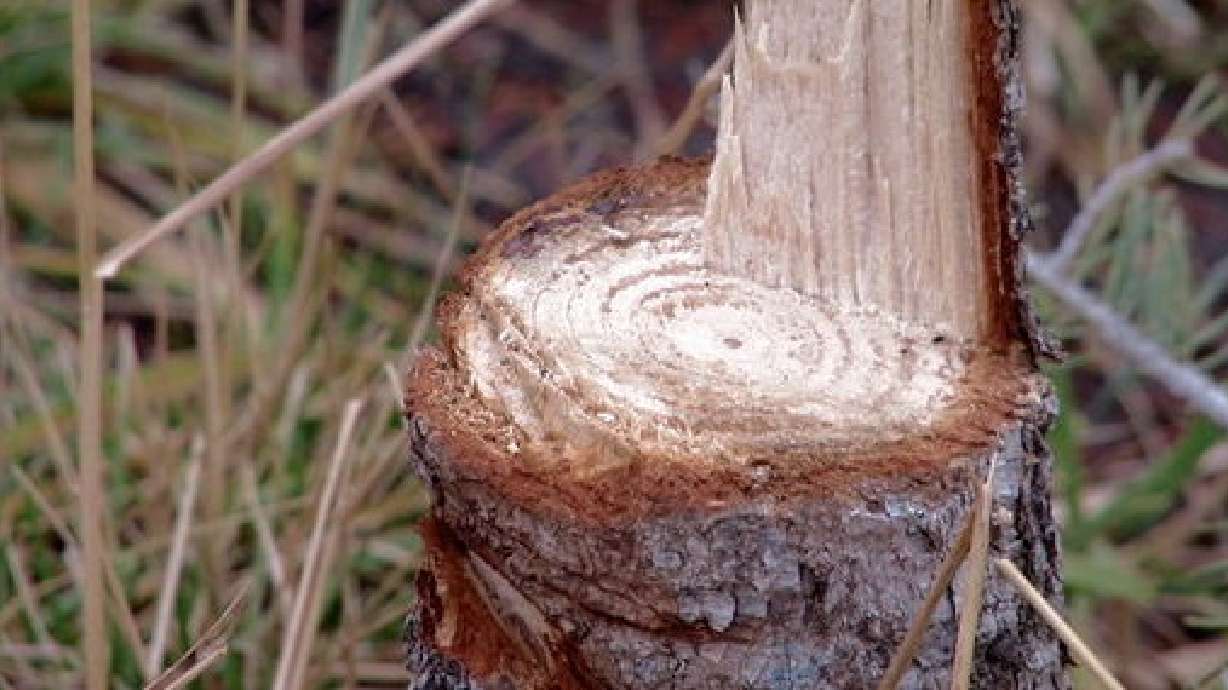 Logan tree vandals turn themselves in