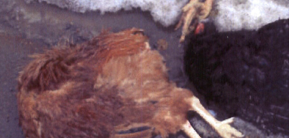 Headless animals found in Park City